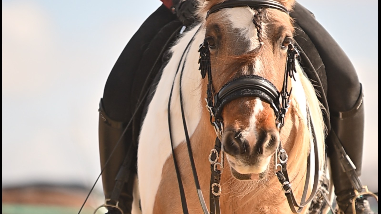 Pferd und Reiterin im warmen Licht
